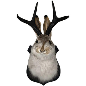 Faux Jackalope Wall Mounted Rabbit Plaque Fauxidermy