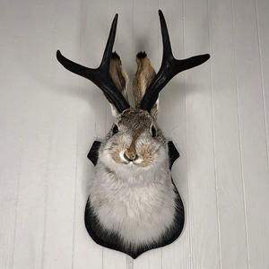 Jackalope Wall Mounted Rabbit Home Décor