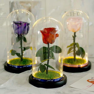 Immortal Enchanted Preserved Rose Glass Display w/Grass (4 Colors)