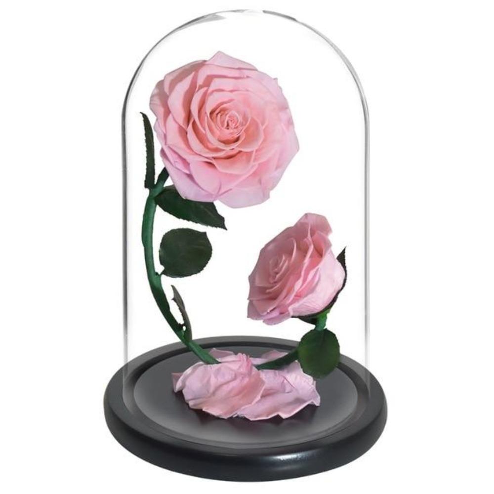 Double Head Immortal Enchanted Preserved Rose Glass Display (5 Colors)